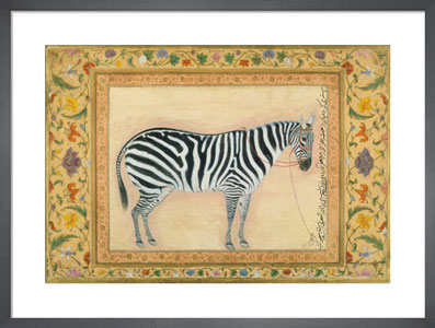 Mansurs Zebra (1621).