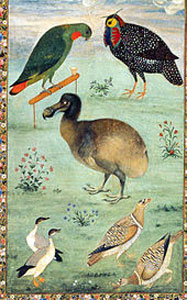 Dodo (1628 to 1633)
