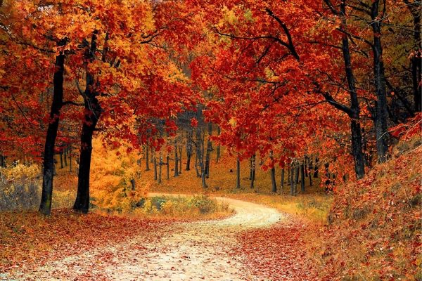 Autumn Leafs Photograph