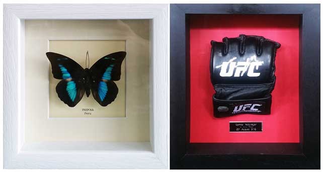 frame butterfly and boxing glove